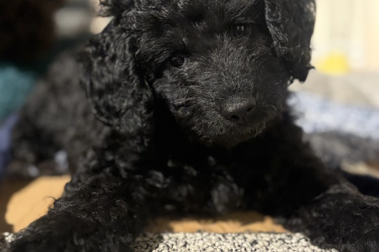 Cockapoo