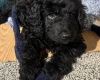 Cockapoo