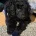 Cockapoo