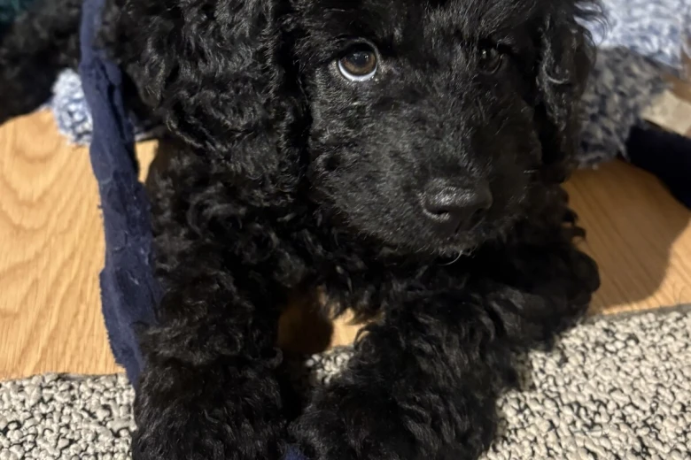 Cockapoo