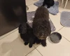 Cockapoo