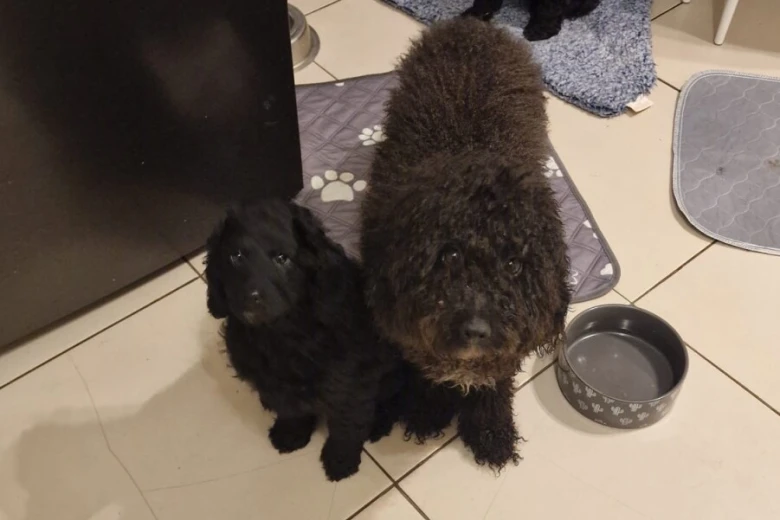 Cockapoo