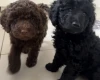 Cockapoo