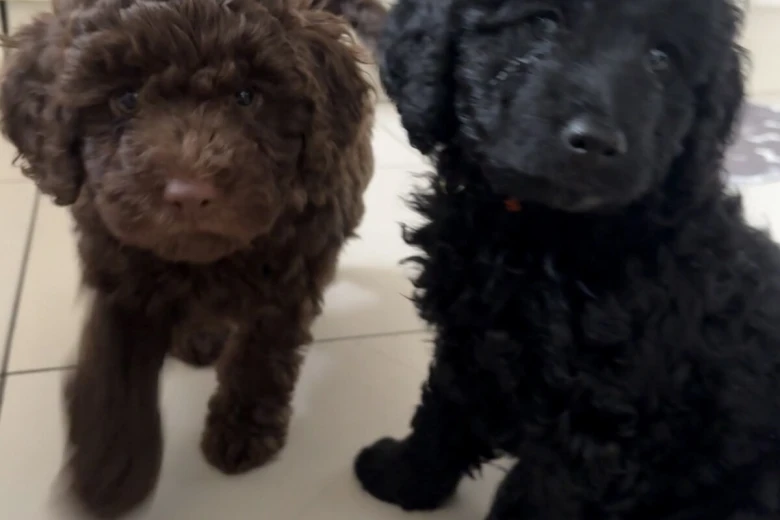 Cockapoo