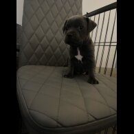 Staffordshire Bull Terrier
