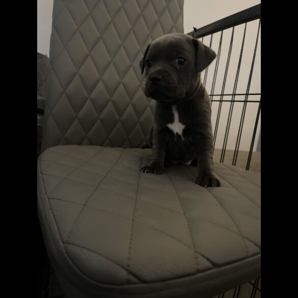 Staffordshire Bull Terrier