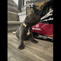 Staffordshire Bull Terrier