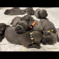 Staffordshire Bull Terrier