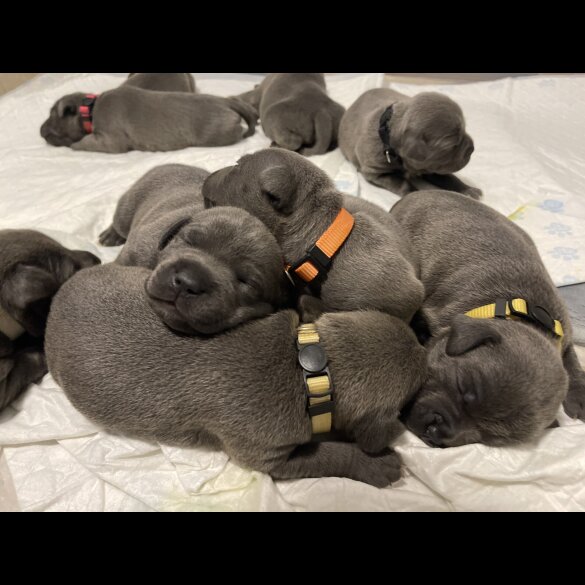 Staffordshire Bull Terrier