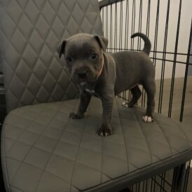 Staffordshire Bull Terrier