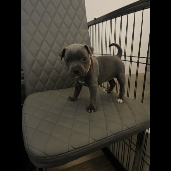 Staffordshire Bull Terrier