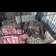 Staffordshire Bull Terrier