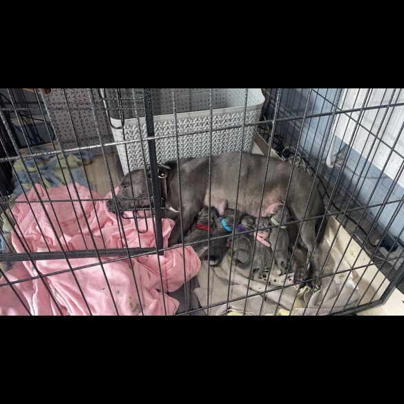 Staffordshire Bull Terrier