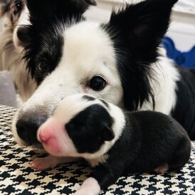 Border Collie