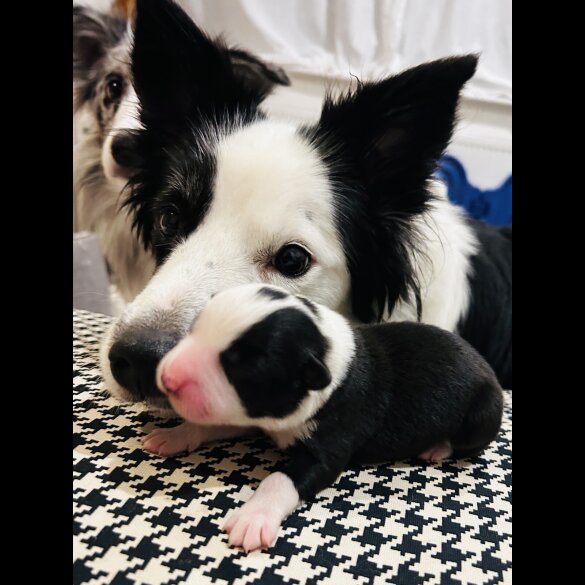 Border Collie