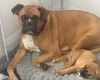 Boxer