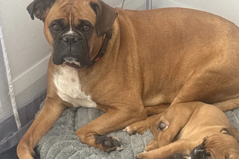 Boxer