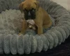 Boxer