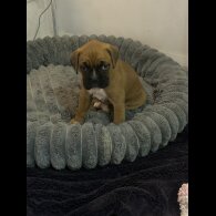 Boxer