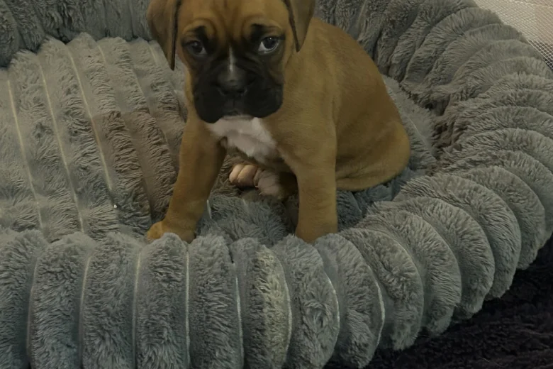 Boxer