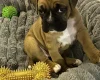 Boxer