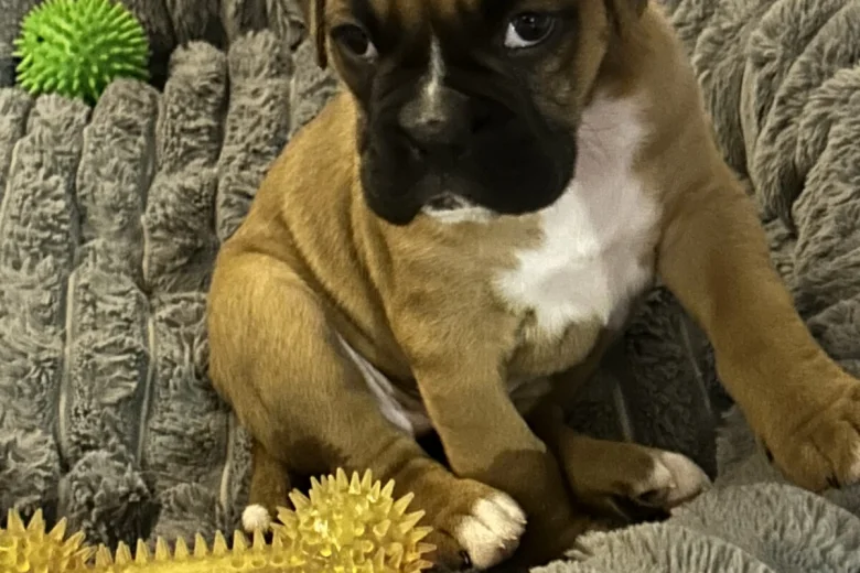 Boxer