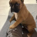 Boxer