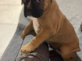 Boxer