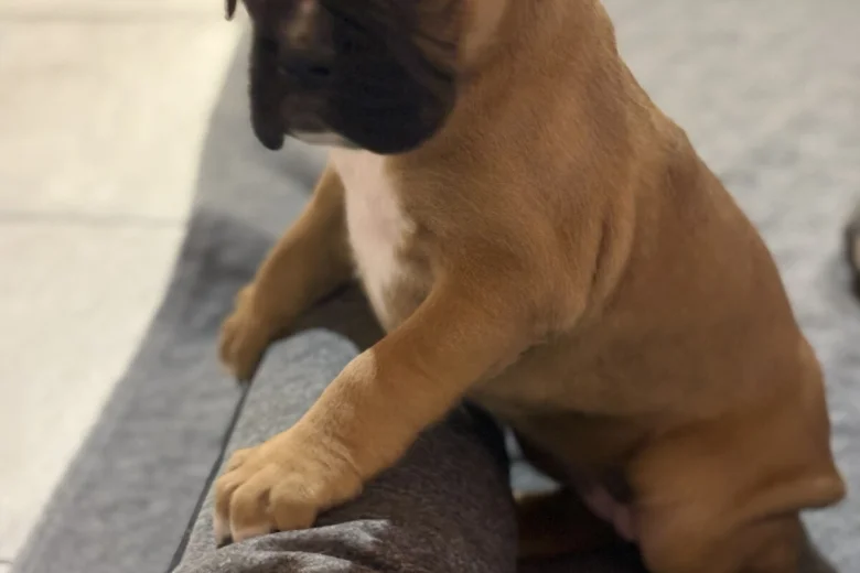Boxer