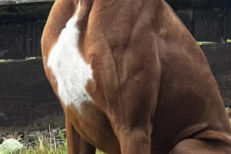 Boxer