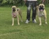 Bullmastiff