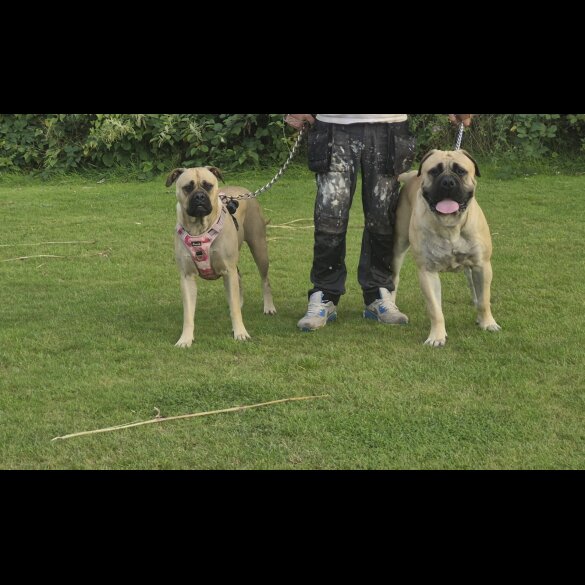 Bullmastiff