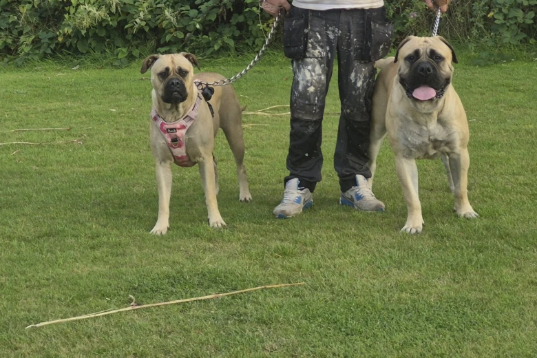 Bullmastiff