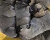 Bullmastiff