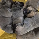 Bullmastiff