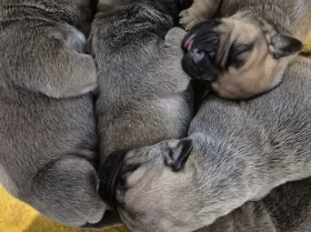 Bullmastiff