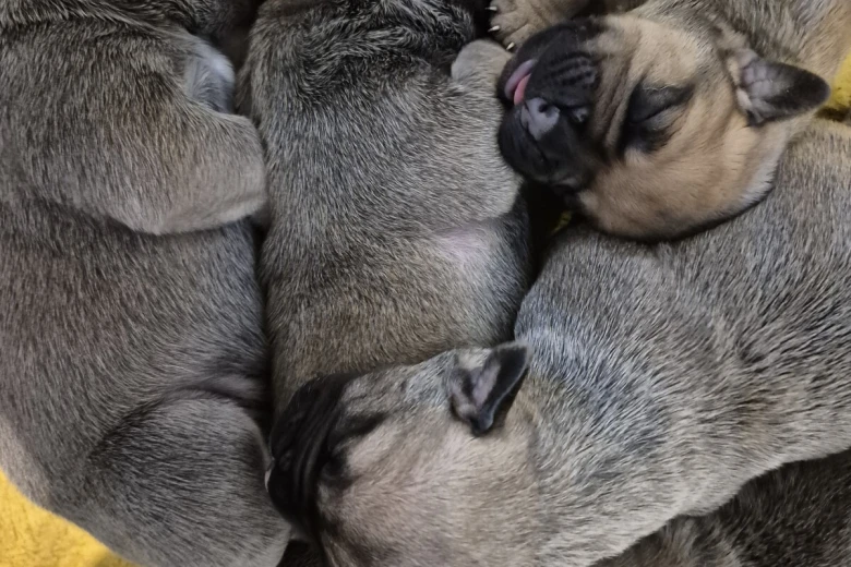 Bullmastiff