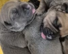 Bullmastiff