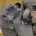 Bullmastiff