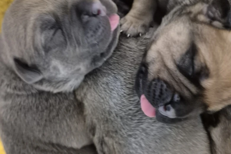 Bullmastiff
