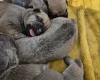 Bullmastiff