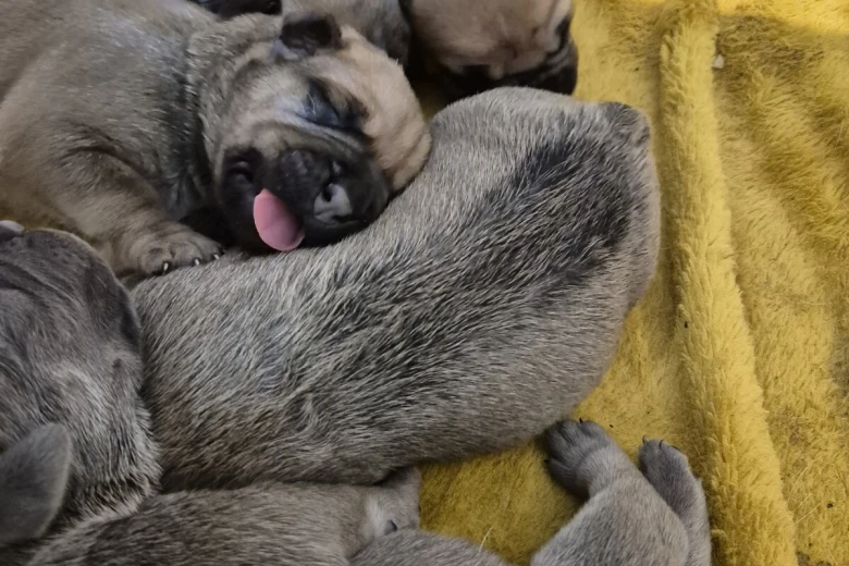 Bullmastiff