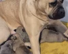 Bullmastiff