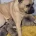 Bullmastiff
