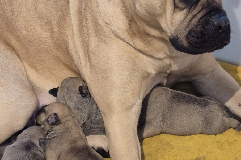 Bullmastiff