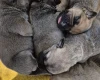 Bullmastiff