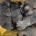 Bullmastiff