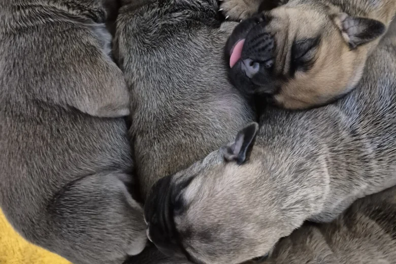 Bullmastiff