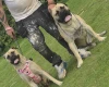 Bullmastiff