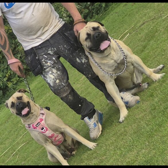 Bullmastiff
